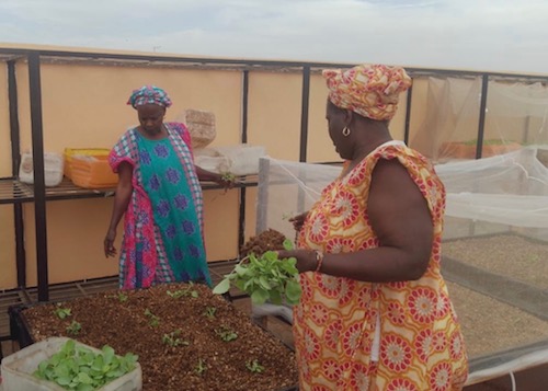 Elles repiquent les boutures de salades, choux, tomates...