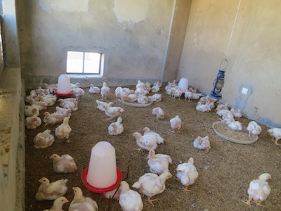 Les poussins, déjà grands